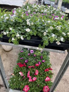 Bjärraryds tomat- och jordgubbsodlingar